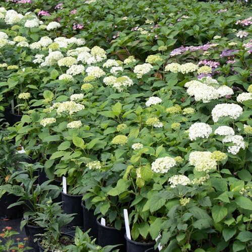 Brighter Blooms Annabelle Hydrangea Shrub, 3 Gallon - Image 4