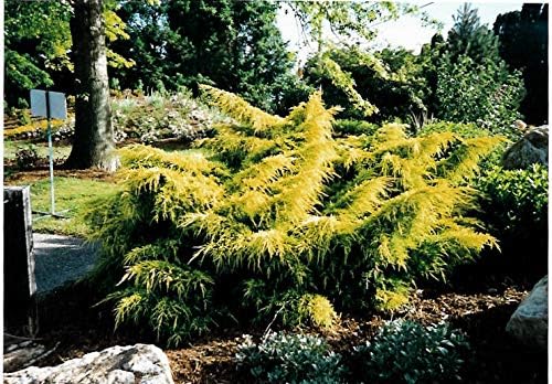 Gold Lace Juniper - 30 Live Plants - Juniperus Chinensis - Evergreen Groundcover - Image 2