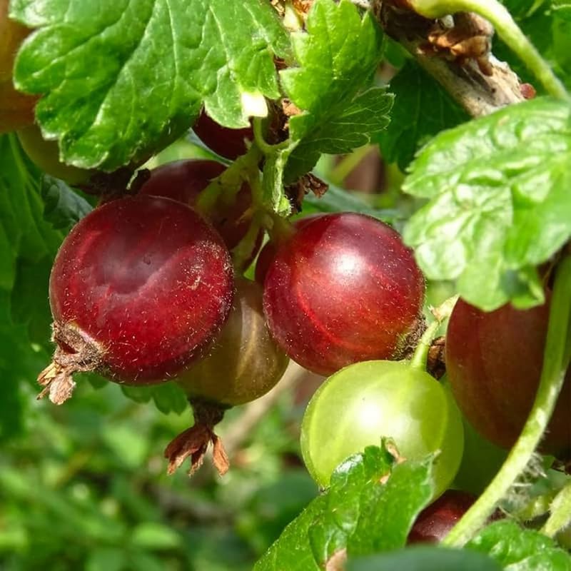 Sweet Gooseberry Plant Live, Edible Gooseberry 5-9 Inches Tall - Image 6