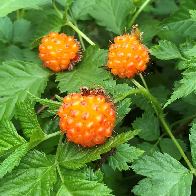 Creeping Raspberry Live Plant Potted 1-2 Years Old, Berry Bush - Image 3
