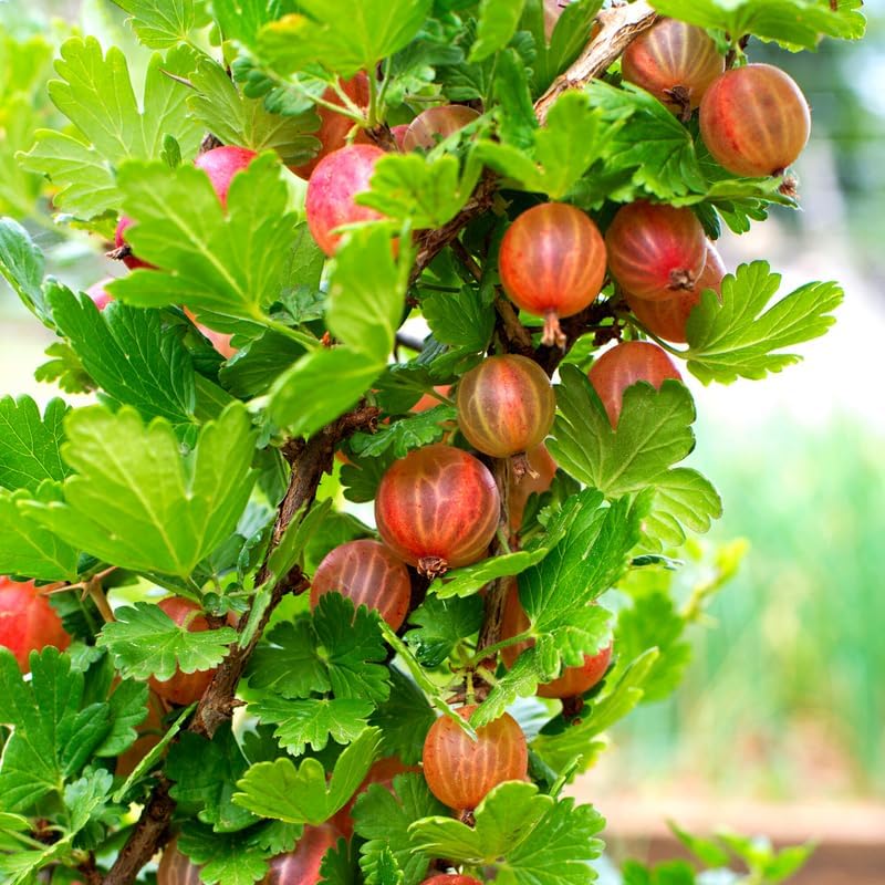 Pixwell Gooseberry Bush Live Plant, Sweet Berry Fruit Tree, 5-9 Inch Tall - Image 5