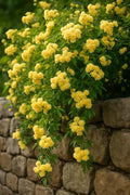 Yellow Lady Banks Climbing Rose, 2 Quart Potted Rose Live Plant, Rose Bushes Ready to Plant, Garden Rose by Unknown