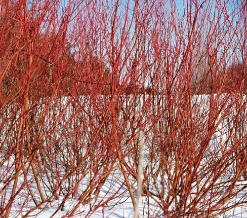 Red Twig Dogwood Shrub - Red Osier Bush - 12-18" Tall Live Plant by Unknown