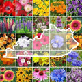 Eden Brothers Kentucky Wildflower Mixed Seeds for Planting, 1 oz by EdenBrothers