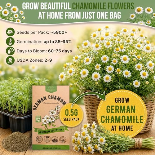 Organo Republic German Chamomile Seeds Pack 0.5 G - Over 5,900 Non-GMO Heirloom Chamomile Seeds for Planting Herbs in Individual Seed Packet, Herbs Seeds for Planting Home Indoor & Outdoor Gardening - Image 4