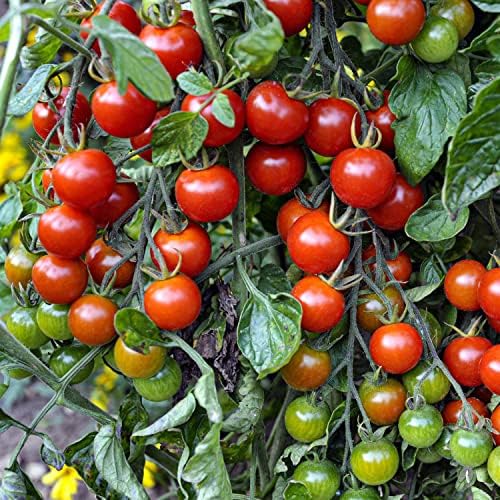 Bonnie Plants Super Sweet 100 Cherry Tomato, Live Plants, 19.3 oz (4-Pack) - Image 3