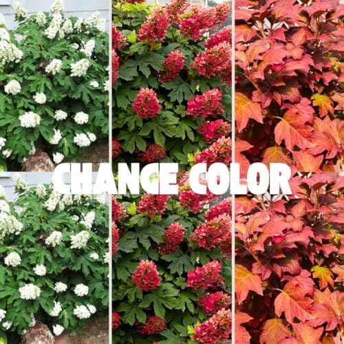 Ruby Hydrangea Live Plant, Hydrangea Tree Shrub in Pot, 6-12 Inc Tall - Image 7