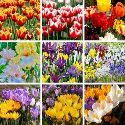 30 Mix Flower Spring Bulb Pack - Assorted Daffodils, Hyacinths and More - Image 4