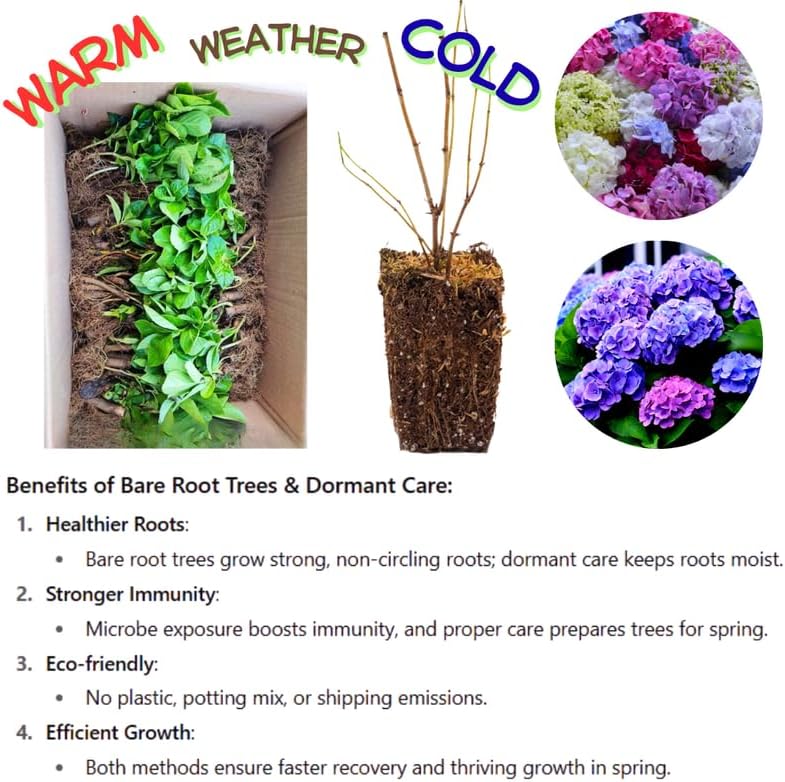 Hydrangea Bush Tree Plants Live, 5-9" Tall, No Pot, Dormant in Winter, Change Color Perennial Planting Indoor Outdoor, Long Lasting Blooms Flower (Can Trim as Tree, Pink White) - Image 4