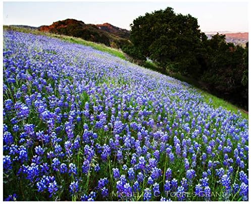 Mixed Lupines Seeds with Many Colors, 250 Seeds - Image 4