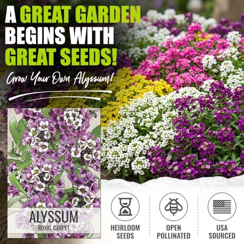 Seed Needs Alyssum Seeds Variety Pack of 4 Groundcover Flowers to Plant - Image 2