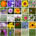 Mountain Valley Seed Co All Annual Wildflower Mix Seeds for Planting 4 Oz by MountainValleySeedCompany