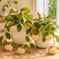Set 2 Hoya Sunrise Plants Live for Planting, Rare Succulents Plants, Climbing Hoya Vines for Indoor, Outdoor 4 to 6 Inch Tall, No Pot by Unknown