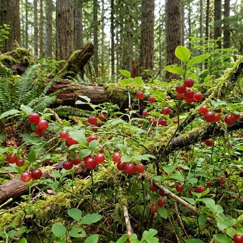 Huckleberry Tree Live Plant, Outdoor Garden Berry Bush, 6-10 Inch Tall - Image 7