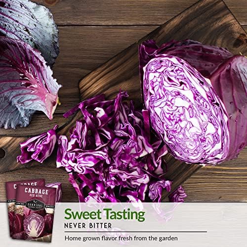 Red Acre Cabbage Seeds for Planting – Survival Garden Seeds (2 Packs) - Image 4