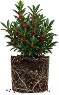 Needlepoint Holly Bush Live Plant, Small Size Holly Tree, Fast Growing Evergreen Shrub, Vibrant Red Winter Berries, Ideal for Privacy Hedges, Screens, and Landscaping by GINGERGLOW