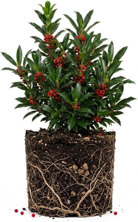 Needlepoint Holly Bush Live Plant, Small Size Holly Tree, Fast Growing Evergreen Shrub, Vibrant Red Winter Berries, Ideal for Privacy Hedges, Screens, and Landscaping by GINGERGLOW