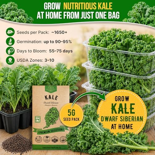 Kale Dwarf Siberian Seeds Pack 5 G - Over 1,650 Non-GMO Heirloom Kale Seeds for Planting Greens in Individual Seed Packet, Greens Seeds for Planting Home Garden Indoor & Outdoor - Image 4
