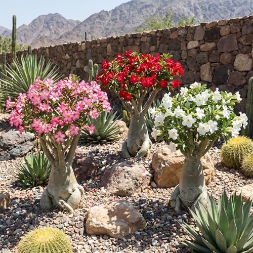 Random Desert Rose Live Plant, Patio Container Succulent, 4-8 Inch Tall - Image 7