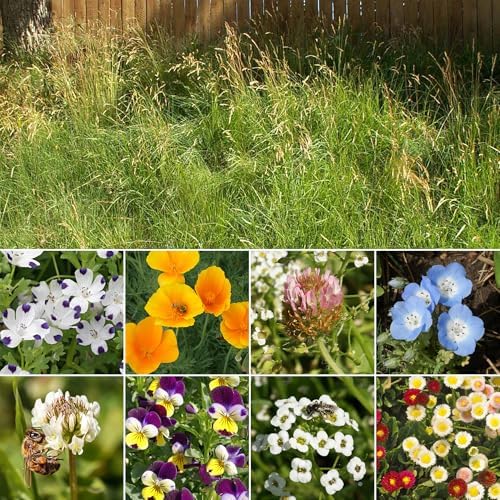 Ferry-Morse Flowering Grass Alternative Seed Mix, 400,000+, 1 lb - Image 2
