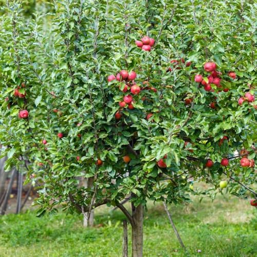 Anna Apple Tree, 1 Gallon Live Nursery Pot, Fruiting Tree| Arbor Day Foundation (Due to Agricultural Laws, Unavailable to CA, AZ, WA) - Image 3