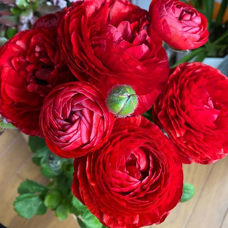 25 Red Ranunculus Bulbs to Plant, Spring Planting Flower Bulbs - Image 3