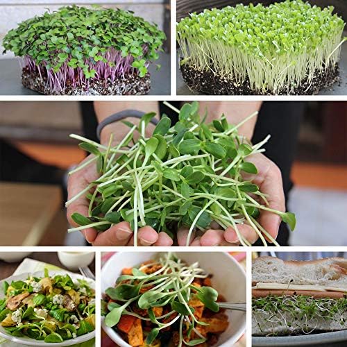 Mountain Valley Seed Co Self Blanche Cauliflower Seed 1 Lb ~112,000 Seeds - Image 5
