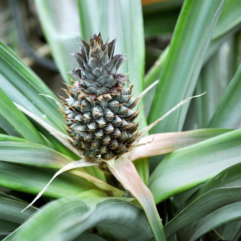 Pineapple Plant White Jade (4 Pack) | Grow Your own Food on Your Edible Organic Garden | Easy to Grow Plants | Edible Fruit Plant for Sustainable Living | Live for Planting | - Image 2