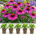 5 Purple Coneflower Live Plant Plugs – Echinacea Summer Flowering Perennial by CZGrain