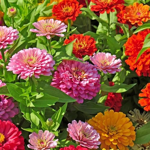 The Old Farmer's Almanac Zinnia Seeds (Dahlia Mix) - Approx 200 Flower Seeds - Premium Non-GMO, Open Pollinated, USA Origin - Image 2