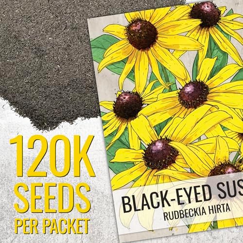 Seed Needs Flower Seeds to Plant Black Eyed Susan - 1.5 Ounce Bulk Pack - Image 3