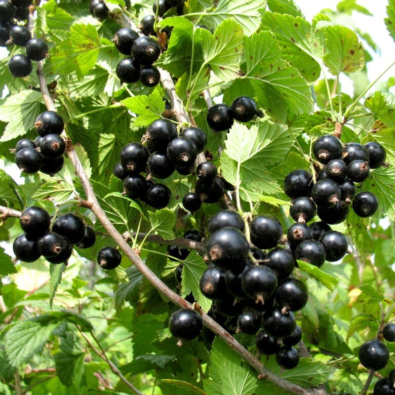 Black Currant Bush Live Plant, Berry Shrub Indoor Outdoor, 5-9 Inch Tall - Image 3