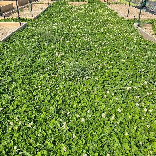 Mountain Valley Seed Co Micro Clover Seed for Lawn 1 Oz ~25,000 Microclover - Image 5