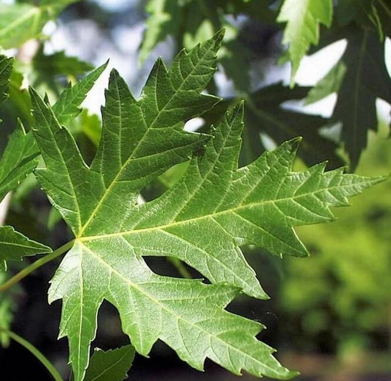 Silver Maple Tree - 10-16" Tall Live Plant - Quart Pot - Fast Growing Native Shade Tree - Acer saccharinum - Image 7