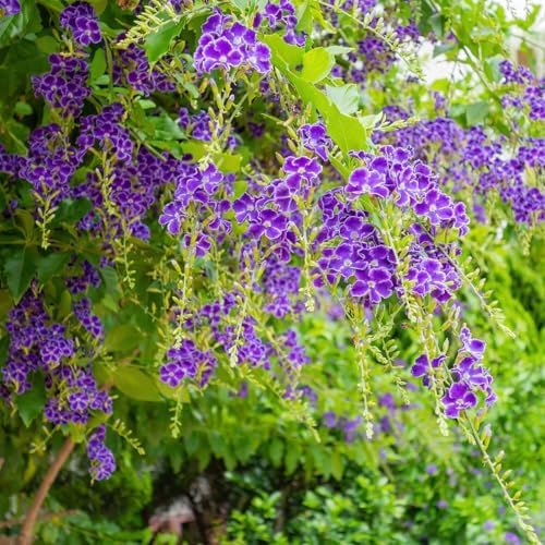 Duranta Blue Live Plants (5-9" Tall) - Pack of 2 (Two) - Golden Dewdrop Sky Flower - Fast Growing Pollinator Magnet - Vibrant Violet Blooms - Container & Landscape Ready - Exotic Tropical Shrub - Image 3