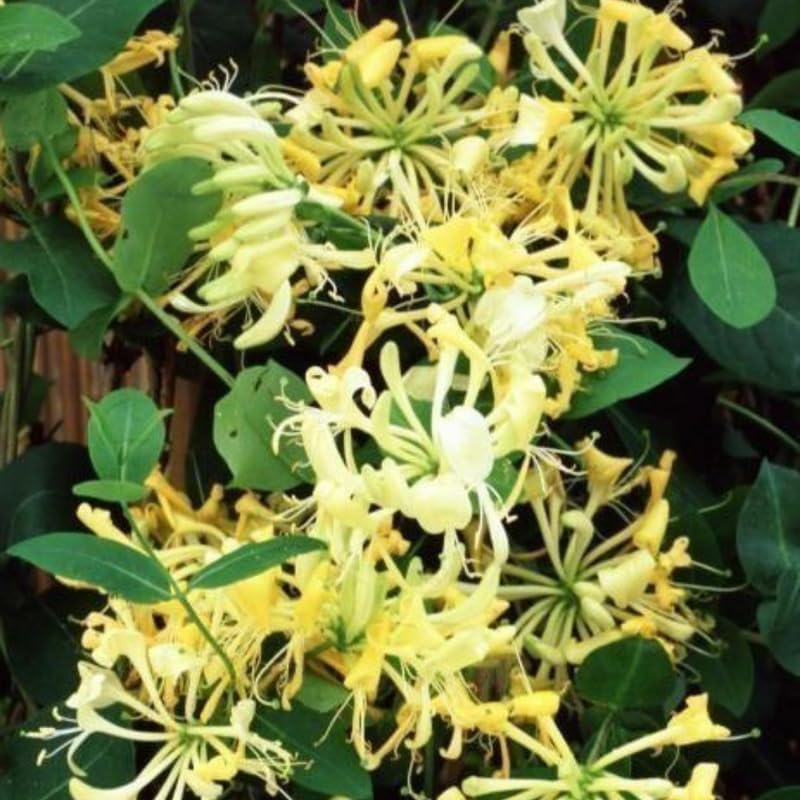2 Gold White Honeysuckle Bushes Live Plants, Flower Vine, 5-9 Inch Tall - Image 7