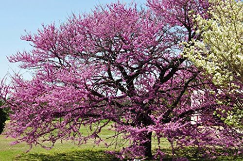 Eastern Redbud - Purple Flowering Tree - Live Plant Shipped 3 to 4 Feet Tall by DAS Farms - Image 3