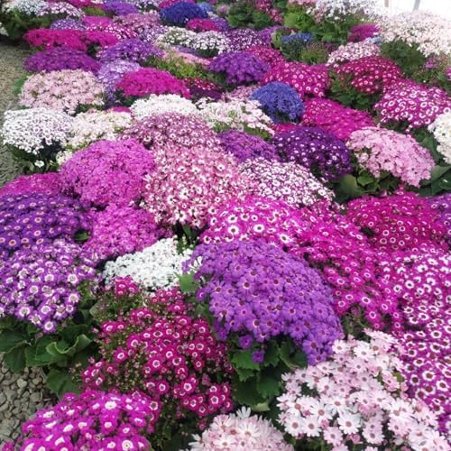 1100+ Cineraria Flower Seeds for Planting - Captivating Garden Blooms Non GMO Heirloom Garden, Indoor Pots and Shade Gardens - Image 6
