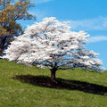 Brighter Blooms - White Dogwood Tree, 2-3 ft. by BrighterBlooms