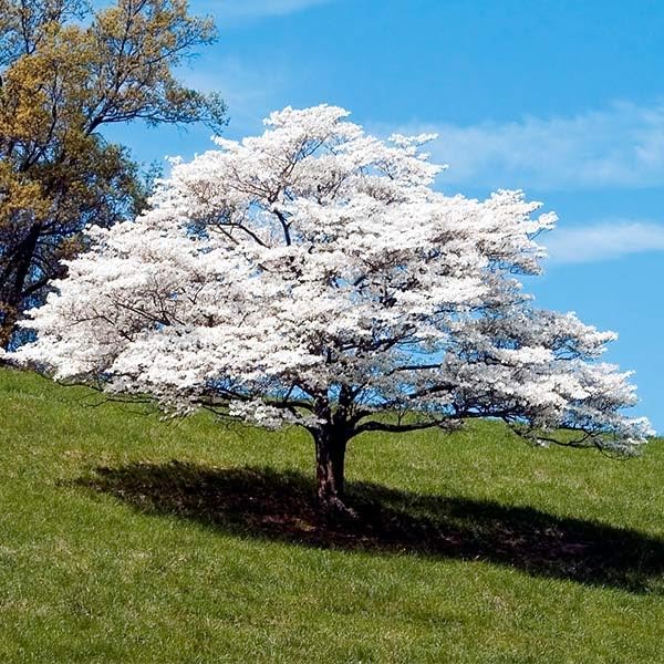 Brighter Blooms - White Dogwood Tree, 4-5 ft. by BrighterBlooms