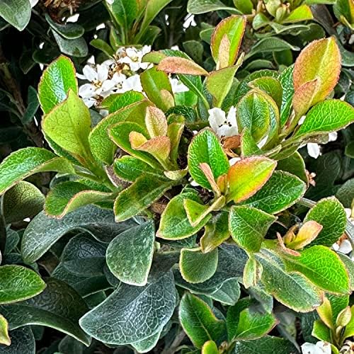 Southern Moon Yedda Hawthorn, Live Evergreen Flowering Shrub, 3 Gallon - Image 3