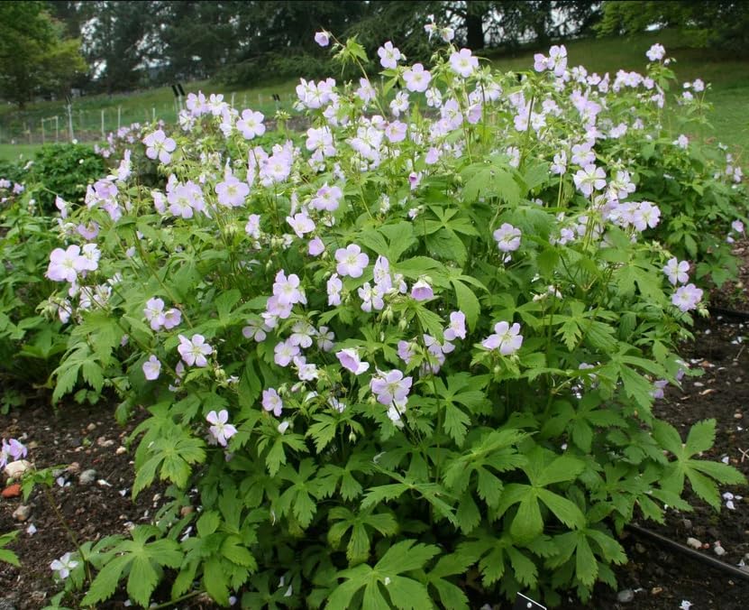 Pack of 10 Geranium Maculatum Wild Geranium Rhizomes for Planting, Bare Roots, Hardy Perennial Woodland Ground Cover, Pale Pink to Lilac Spring Flowers, Shade Garden Live Roots - Image 6
