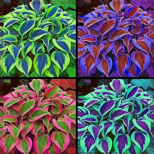 185+ Mix Color Hosta Seeds for Planting - Shade Tolerant Perennials Flowers - Image 2