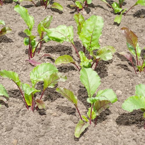 Seed Needs Rainbow Beet Seeds 1,500 Vegetable Seeds Non GMO Bulk Pack - Image 6