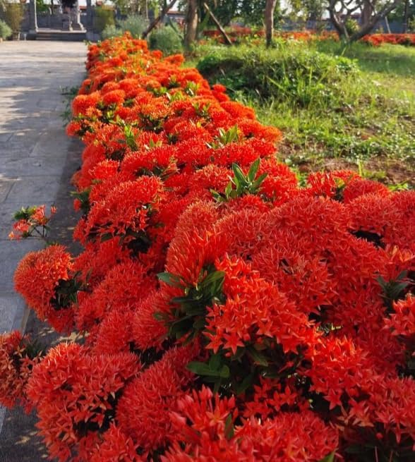 Dwarf Ixora Live Plant Red Flowering Ixora Tree Tropical Flowering Shrubs Flame of the Woods Plant 1-2 Ft Tall 3 Gal Pot, No Ship CA - Image 2