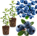 2 Southern Highbush Blueberry Plants Live for Outdoor Growing, Blue Blueberry Trees Live Plants, Blueberries Bushes, Hardy and High Yield Seedlings, Starter 4 to 7", No Pot by GardenNurserySince1996