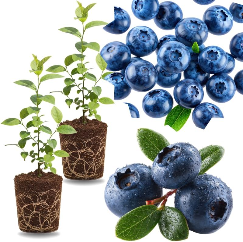 2 Southern Highbush Blueberry Plants Live for Outdoor Growing, Blue Blueberry Trees Live Plants, Blueberries Bushes, Hardy and High Yield Seedlings, Starter 4 to 7", No Pot by GardenNurserySince1996