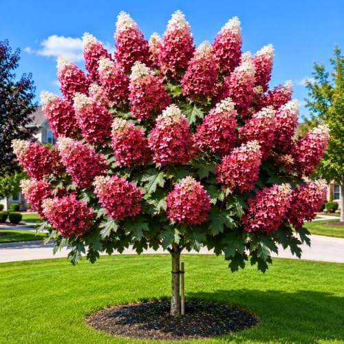 Ruby Hydrangea Live Plant, Hydrangea Tree Shrub in Pot, 6-12 Inc Tall by Unknown