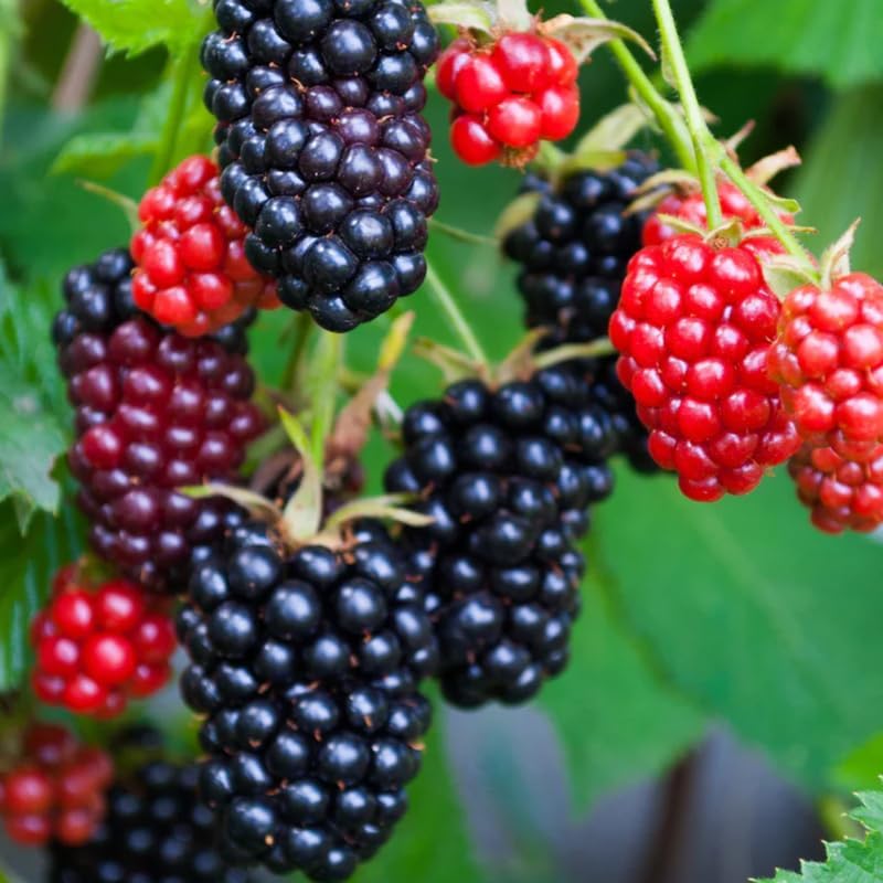 2 Thornless BlackBerry Live Plants, Berry Fruit Bush, 4-8 Inch Tall - Image 3