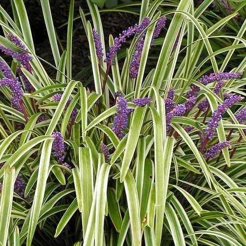 Outsidepride Liriope Muscari Monkey Grass Seeds - 50 Pcs Perennial Ornamental, Drought-Tolerant Lilyturf Ground Cover Seeds by Outsidepride